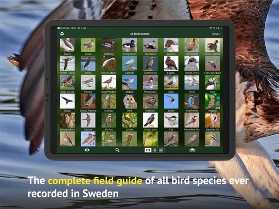 Screenshot #5 pour All Birds Sweden - Photo Guide