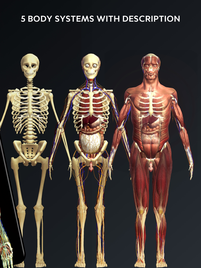 Human Body Atlas 3D Medical