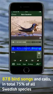 all birds sweden - photo guide iphone screenshot 4
