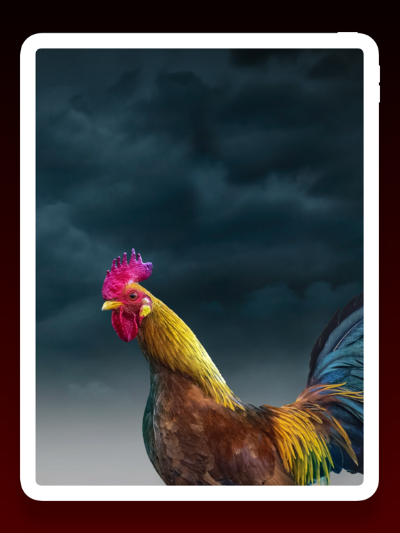 Screenshot #6 pour Birds Wallpapers HD