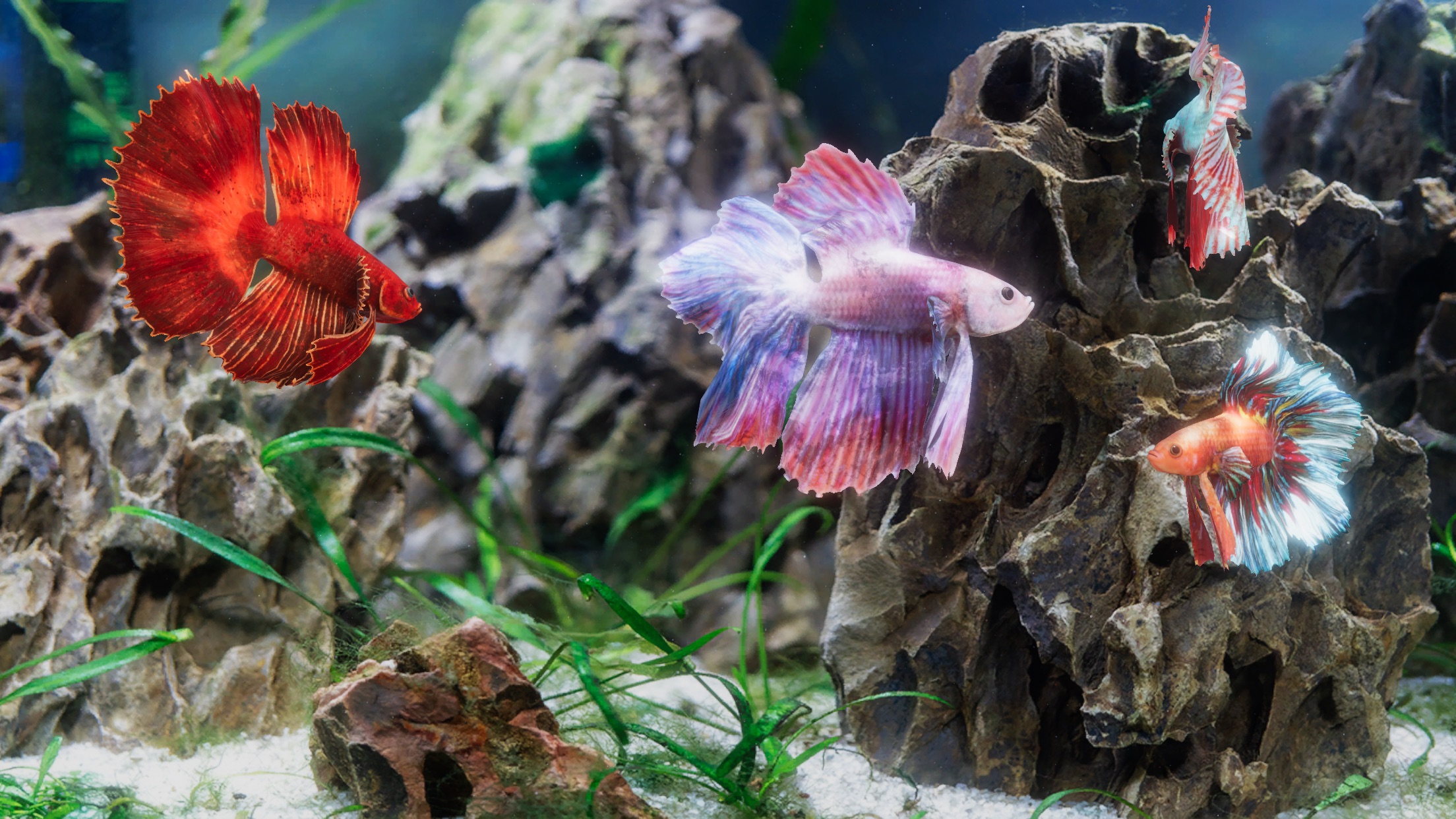 Screenshot do app Betta Fish - Virtual Aquarium