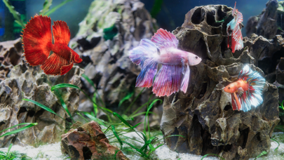 Betta Fish - Virtual Aquarium Screenshots