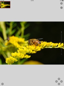 Viewer for Very Large Images screenshot #6 for iPad