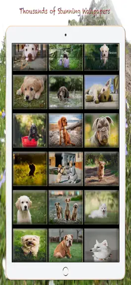 Game screenshot Puppy Photos & Wallpapers mod apk