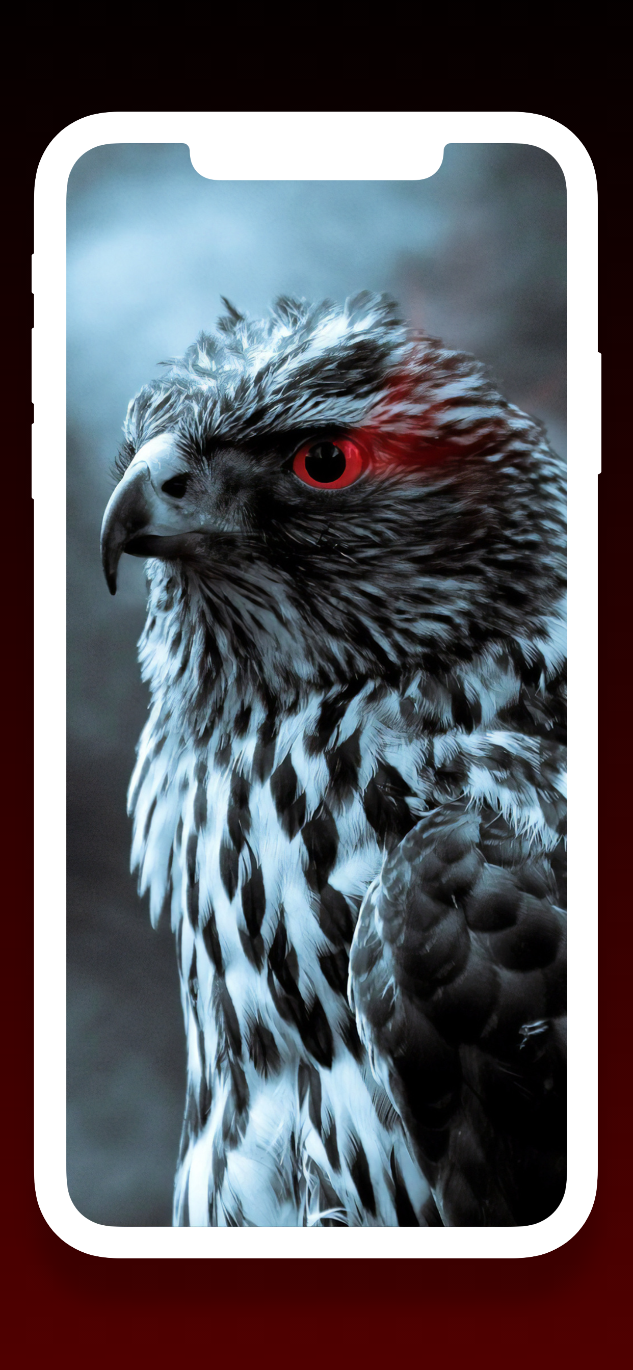 Birds Wallpapers HD