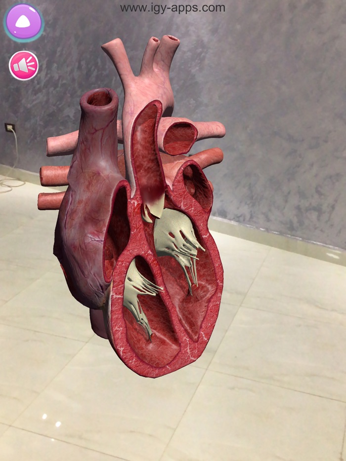 Anatomy AR 4D