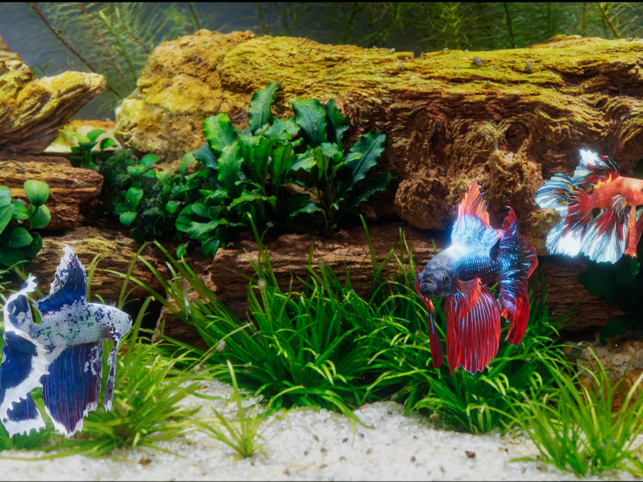 ‎Betta Fish - Virtual Aquarium Screenshot