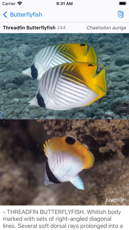 Solomon Islands Fish ID screenshot-8