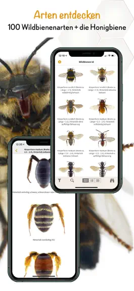Game screenshot Wildbienen Id BienABest hack