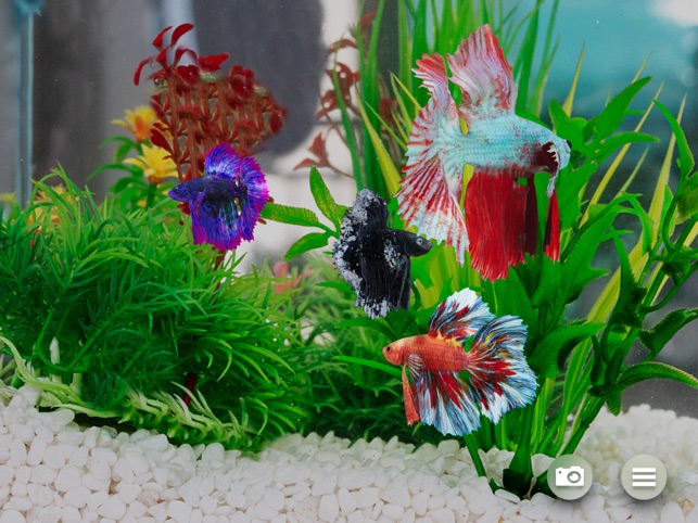Betta Fish - Virtual Aquarium on the App Store