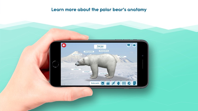 Polar Bear PORA