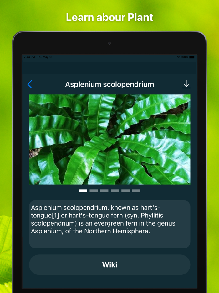 Plant Finder Tree identifer