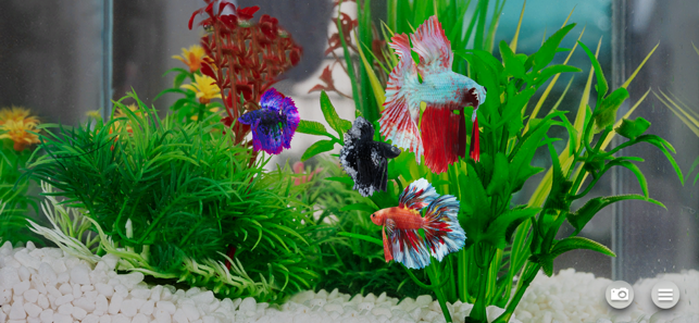 ‎Betta Fish - Virtual Aquarium Screenshot