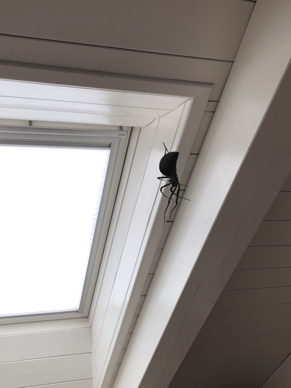Screenshot #6 pour Hanging Spider