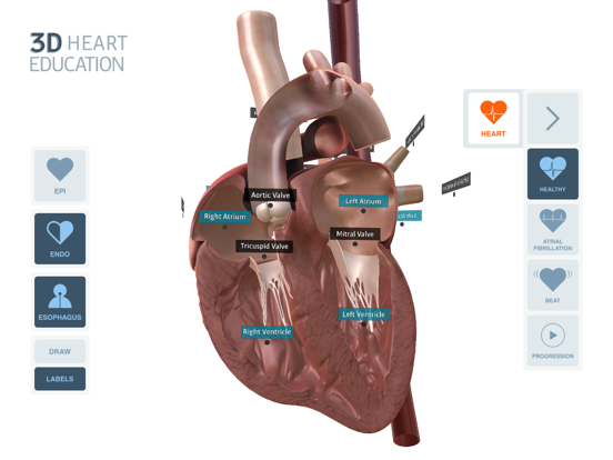 3D Heart Education iPad screenshot 2 - Education app