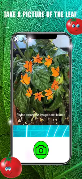 Game screenshot Identify Tomato Plant Diseases apk