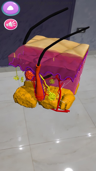 Anatomy AR 4D Screenshot