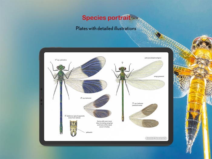 Dragonfly Id Britain  Europe