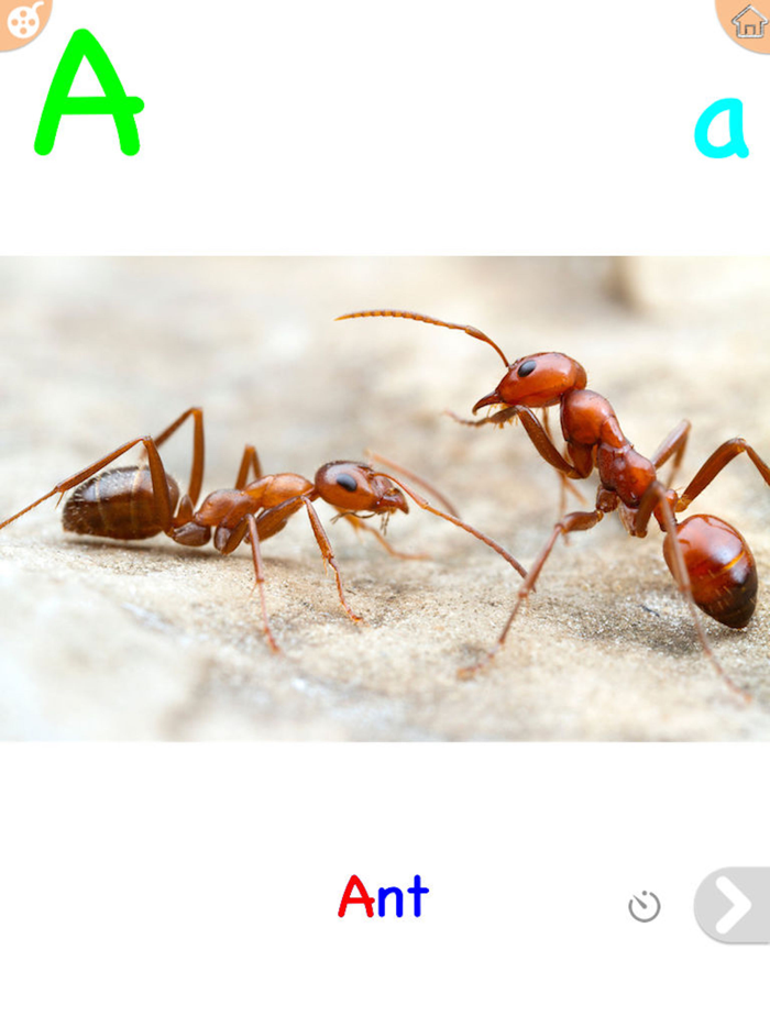 ABC Song Video Real Animal Zoo