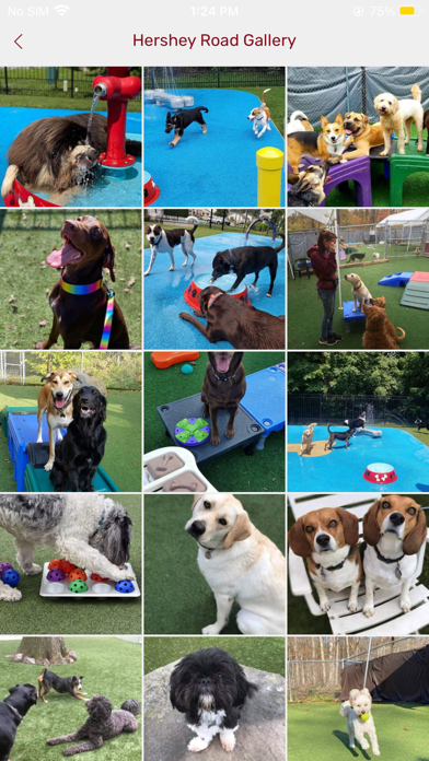 Playful Pups Retreat Screenshot