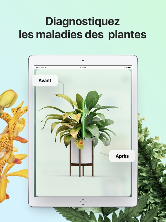 PictureThis-Identifier Plantes PictureThis-Identifier Plantes