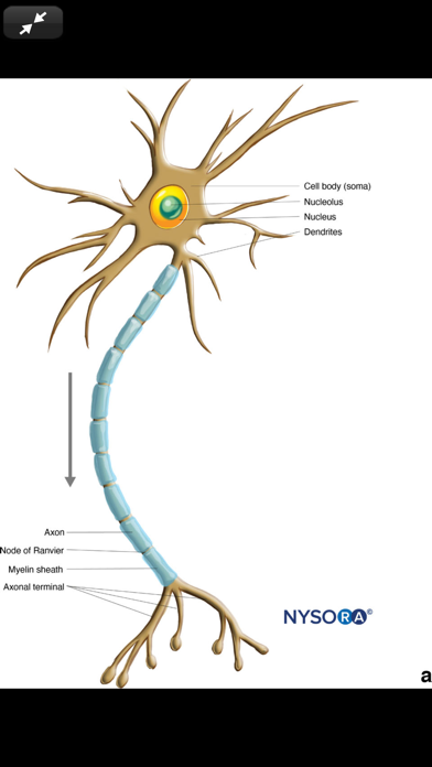 Hadzic's Nerve Blocks, 3E Screenshot