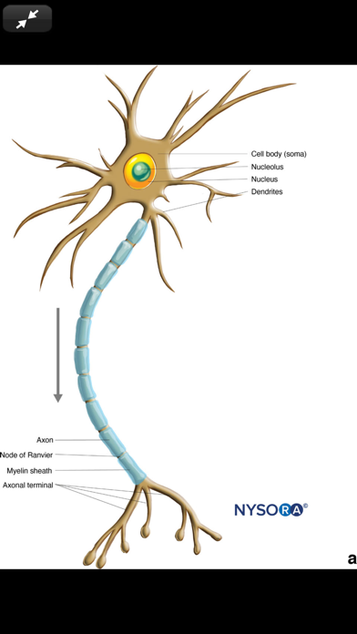 Hadzic's Nerve Blocks, 3Eのおすすめ画像8