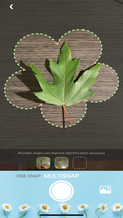 Screenshot #3 pour Identification des arbres AI