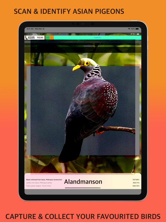 Screenshot #5 pour Asian Pigeon Scan Identifier