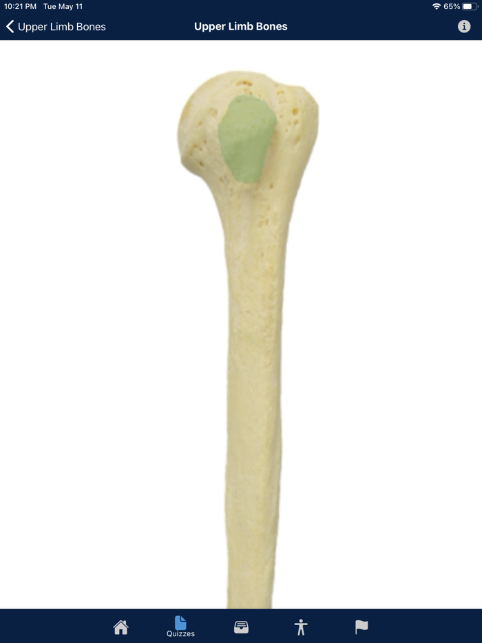 UBC Human Anatomy Teaching App