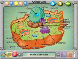 Game screenshot Plant and Animal Cells hack