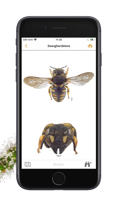 Wildbienen Id BienABest Screenshot