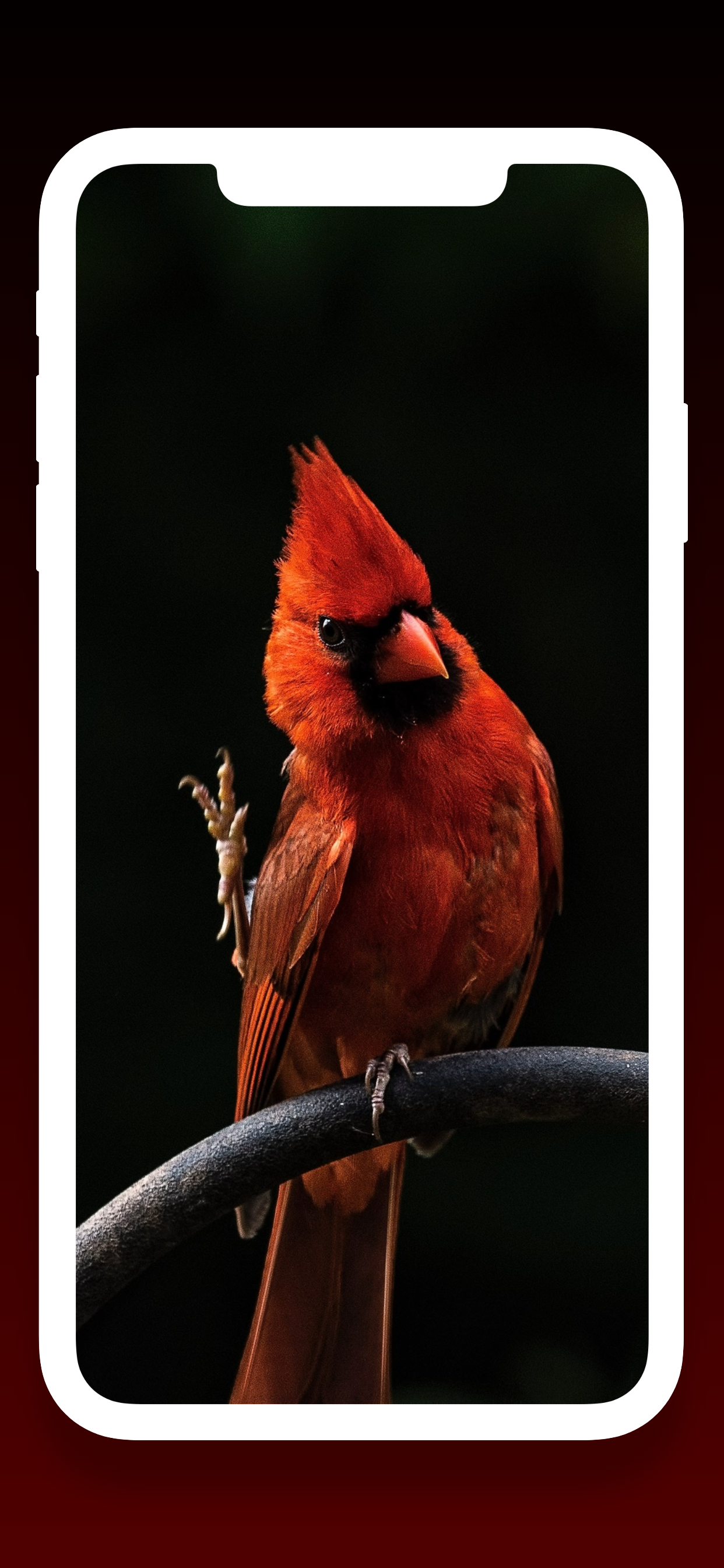 Birds Wallpapers HD