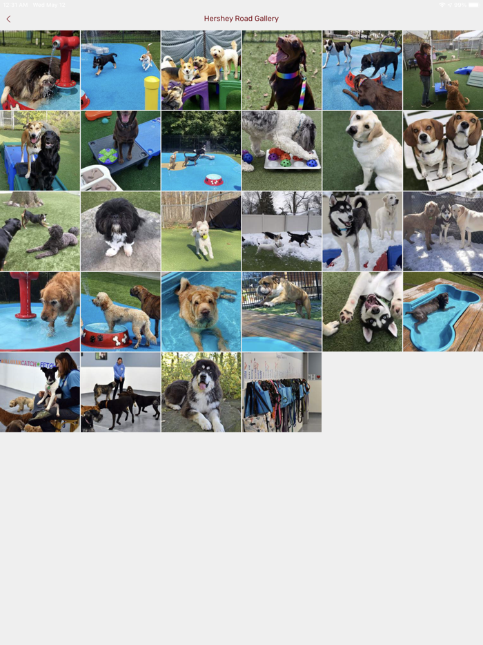 Playful Pups Retreat