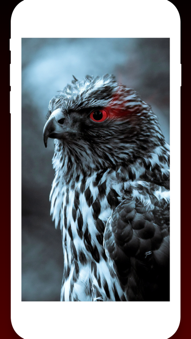 Birds Wallpapers HD Screenshot