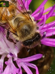 Viewer for Very Large Images screenshot #2 for iPad