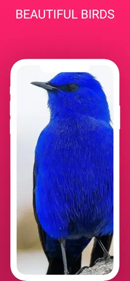 Game screenshot Bird Box - Photo Identify Bird apk
