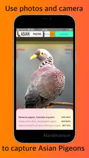 asian pigeon scan identifier iphone screenshot 1