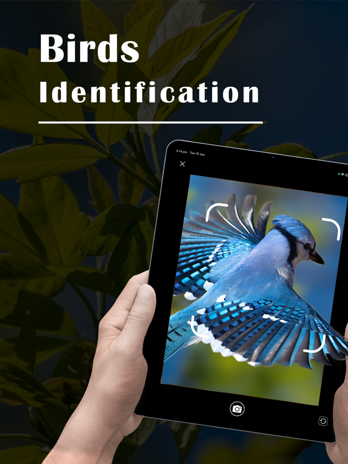 Bird Identifier - Picture Bird