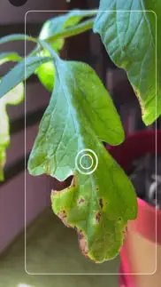 tomato diseases identification iphone screenshot 2