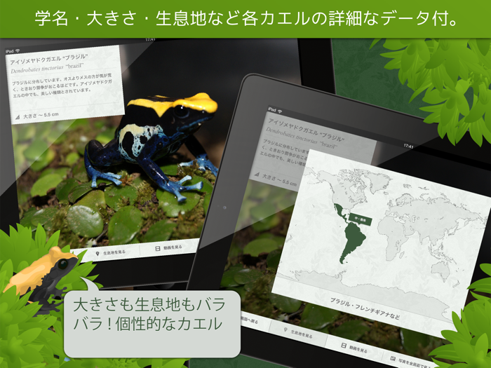 あわしま世界のカエル図鑑