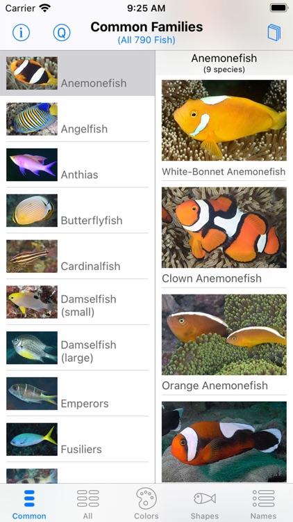 Solomon Islands Fish ID