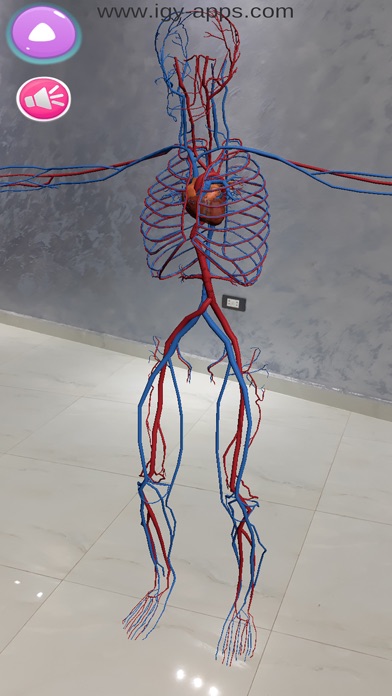 Anatomy AR 4D Screenshot