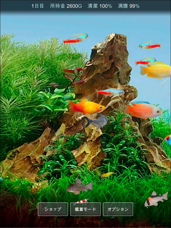 熱帯魚育成「ミニアクア」癒しのアクアリウム体験のおすすめ画像2