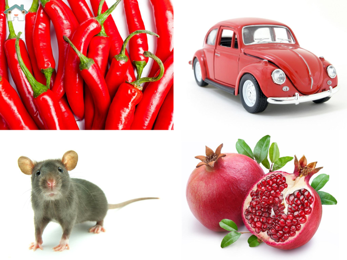 Point the picture For babies