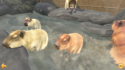 Capybara Spa Screenshot