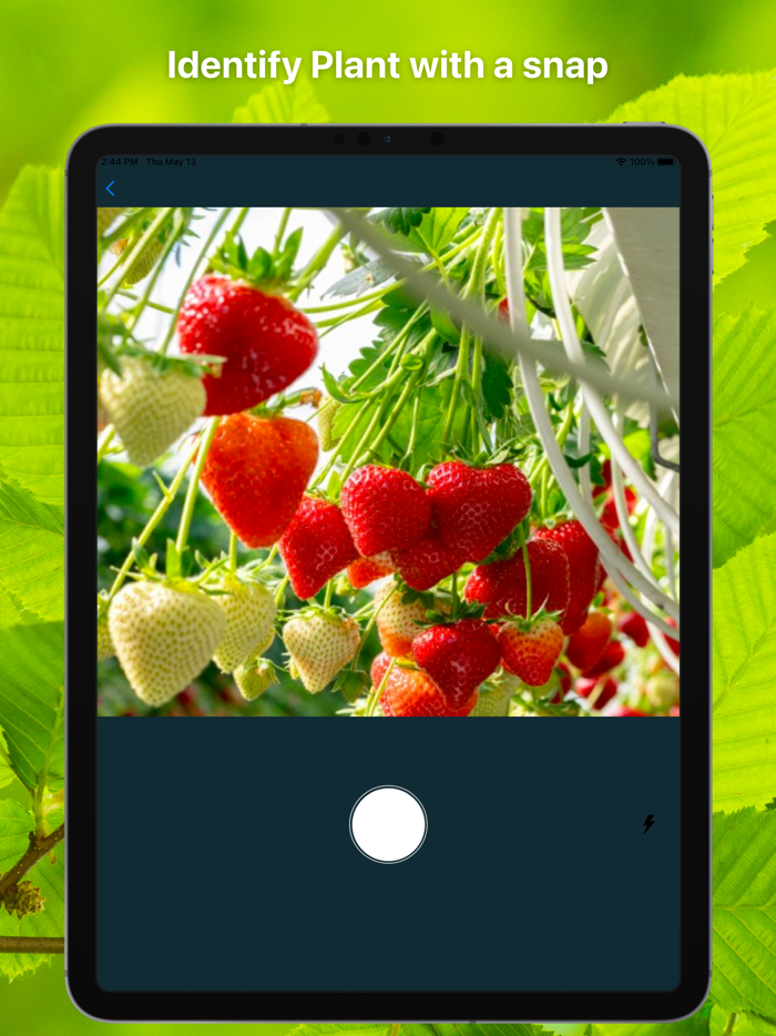 Plant Finder Tree identifer