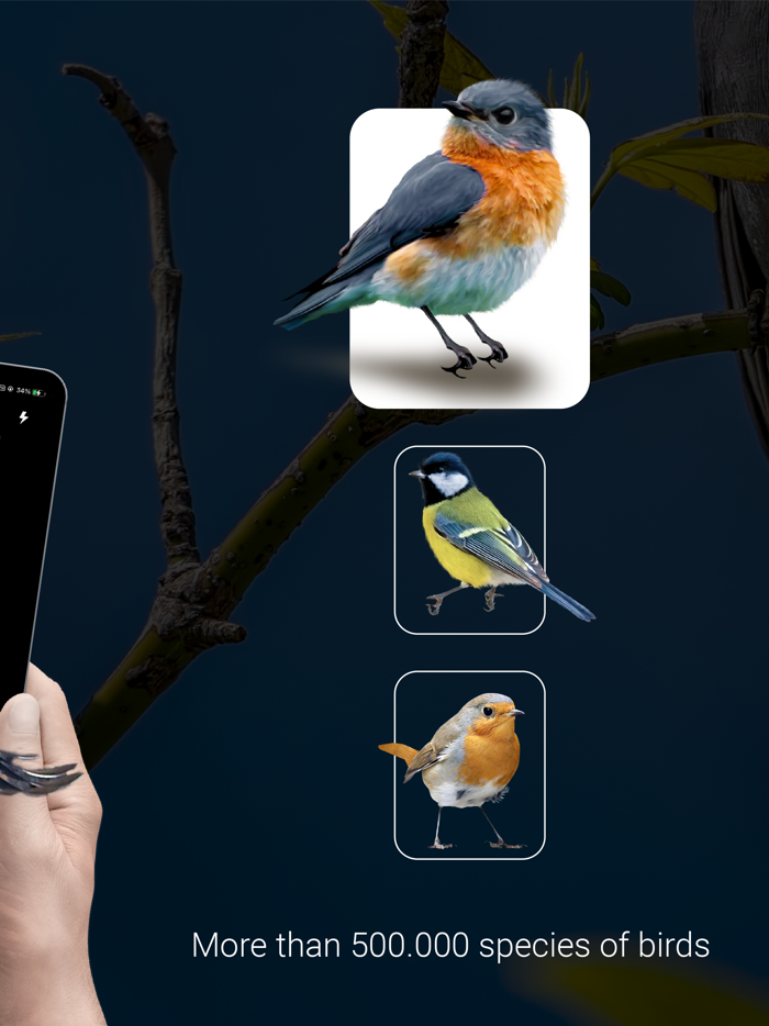 Bird Identifier - Picture Bird