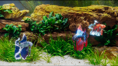 Betta Fish - Virtual Aquarium Screenshots