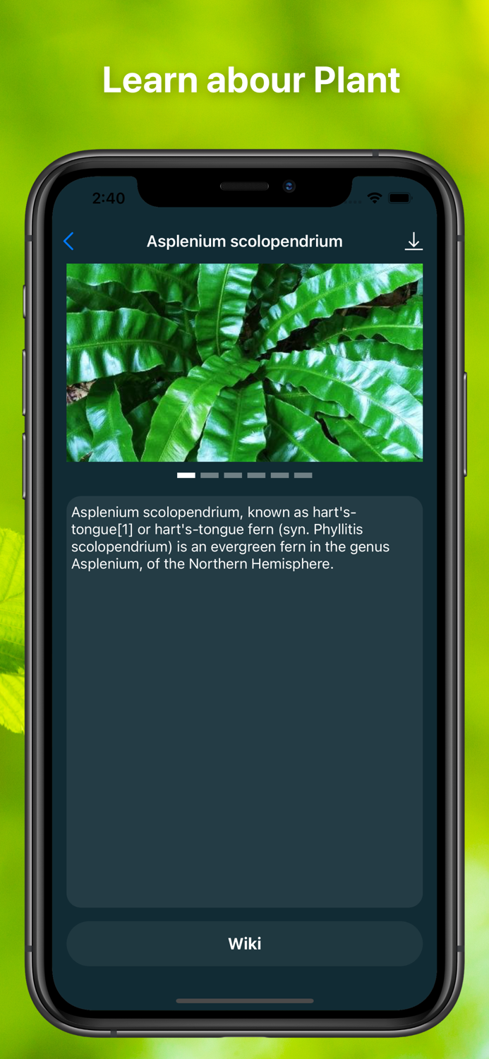 Plant Finder Tree identifer